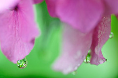 紫陽花の雫
