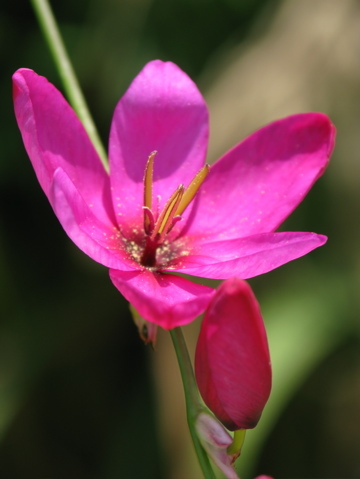 開花（イキシア）