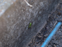 かえる