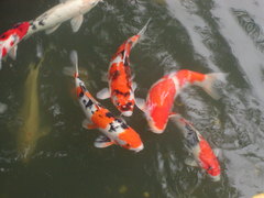 ４万６０００日　浅草にて