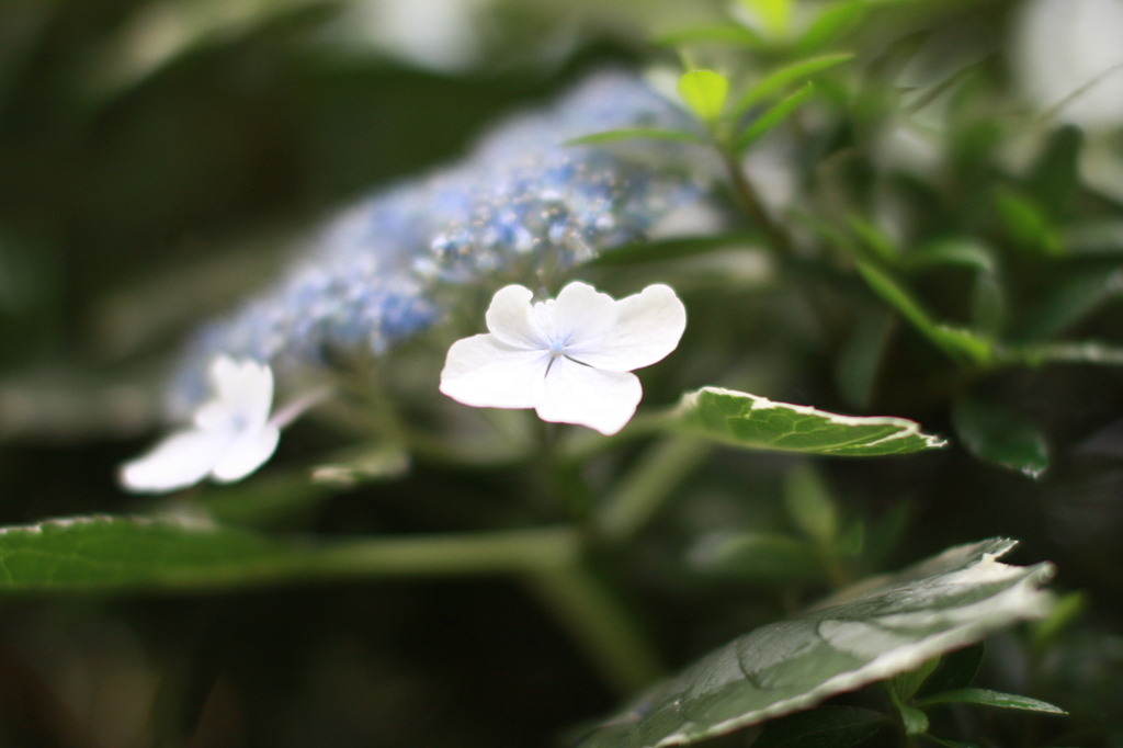 紫陽花