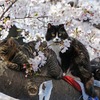 上野の桜の木の上に