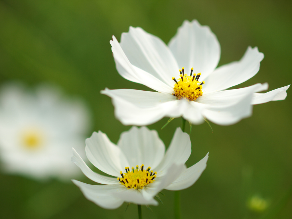 真っ白な花弁