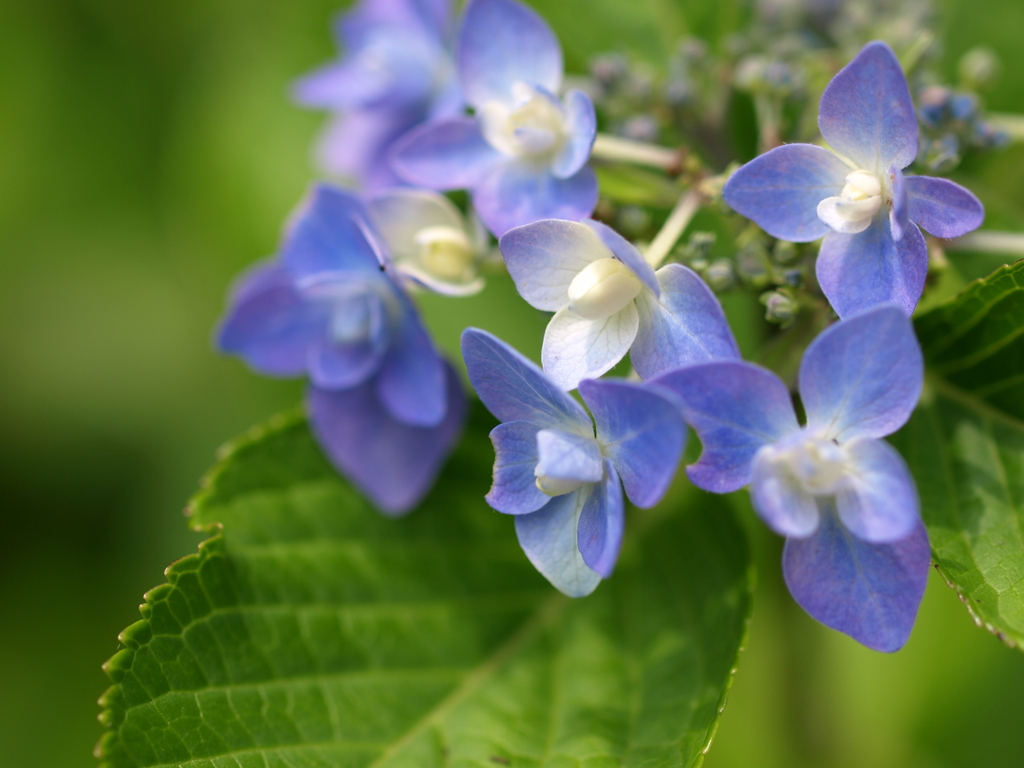 額紫陽花