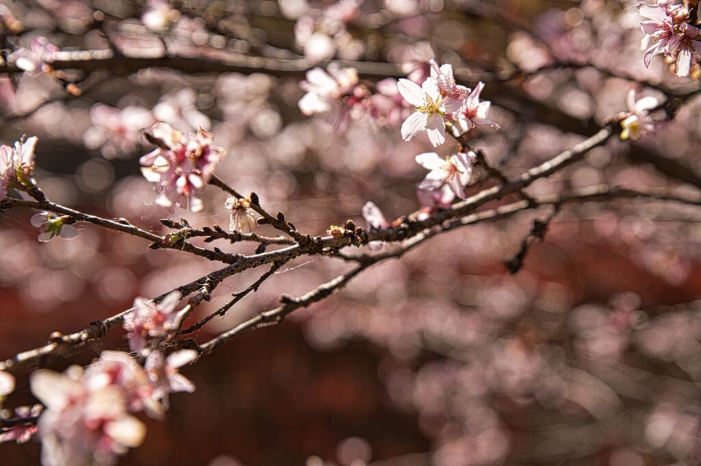 初冬の桜