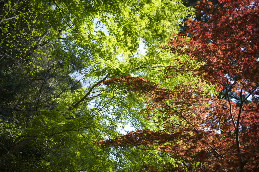 せめぎあう紅と緑