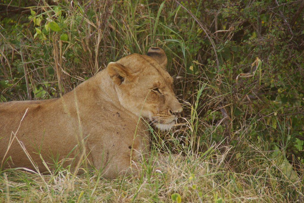 IMGP2667
