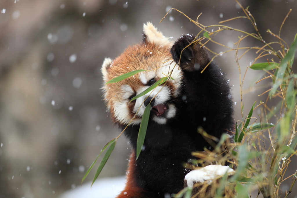 雪の日。動物園。