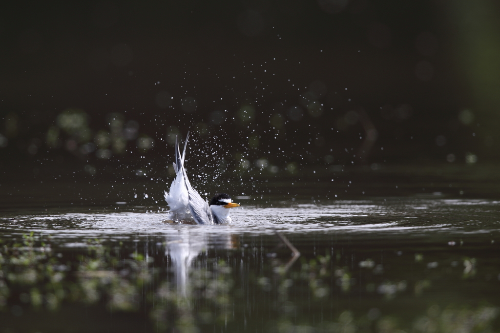 水浴び