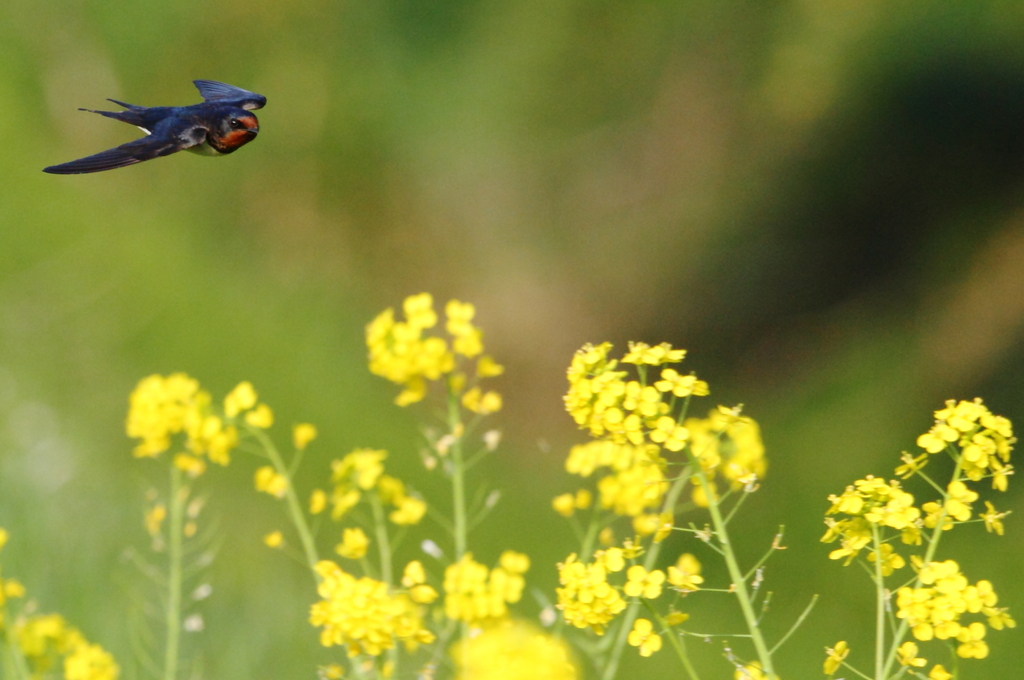 菜の花