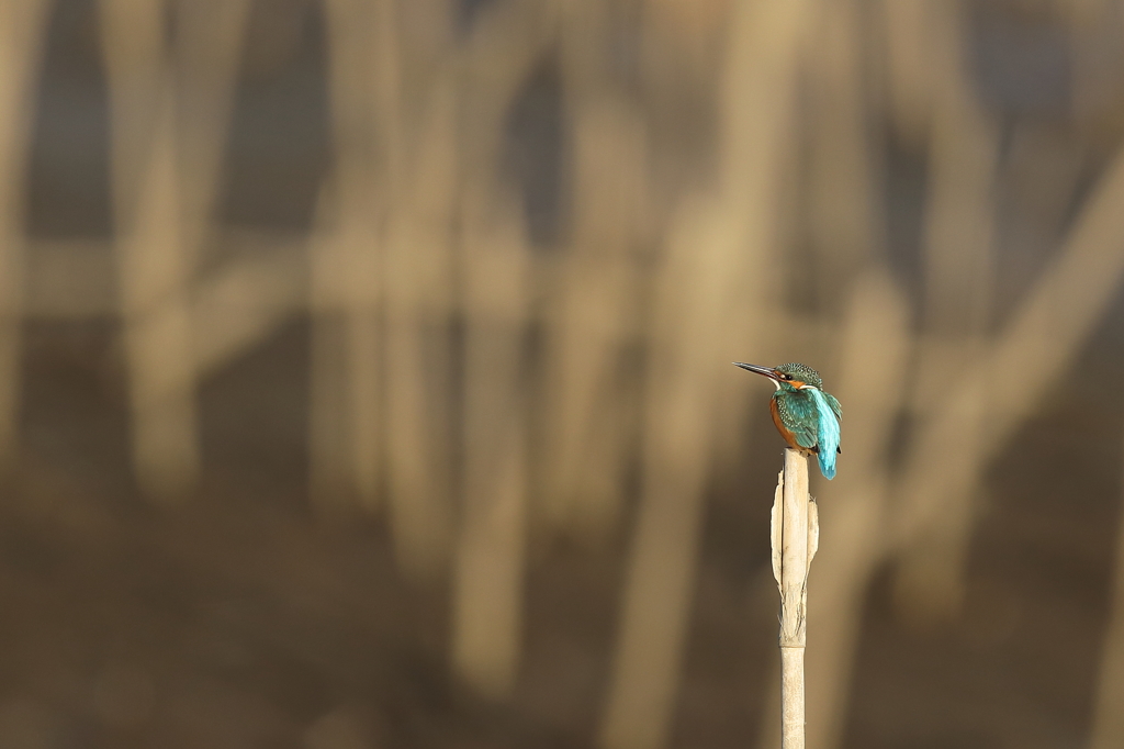 青い鳥