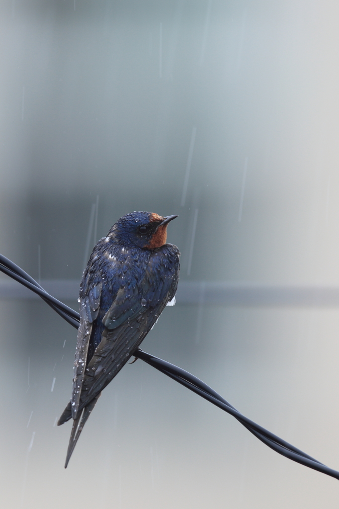 雨