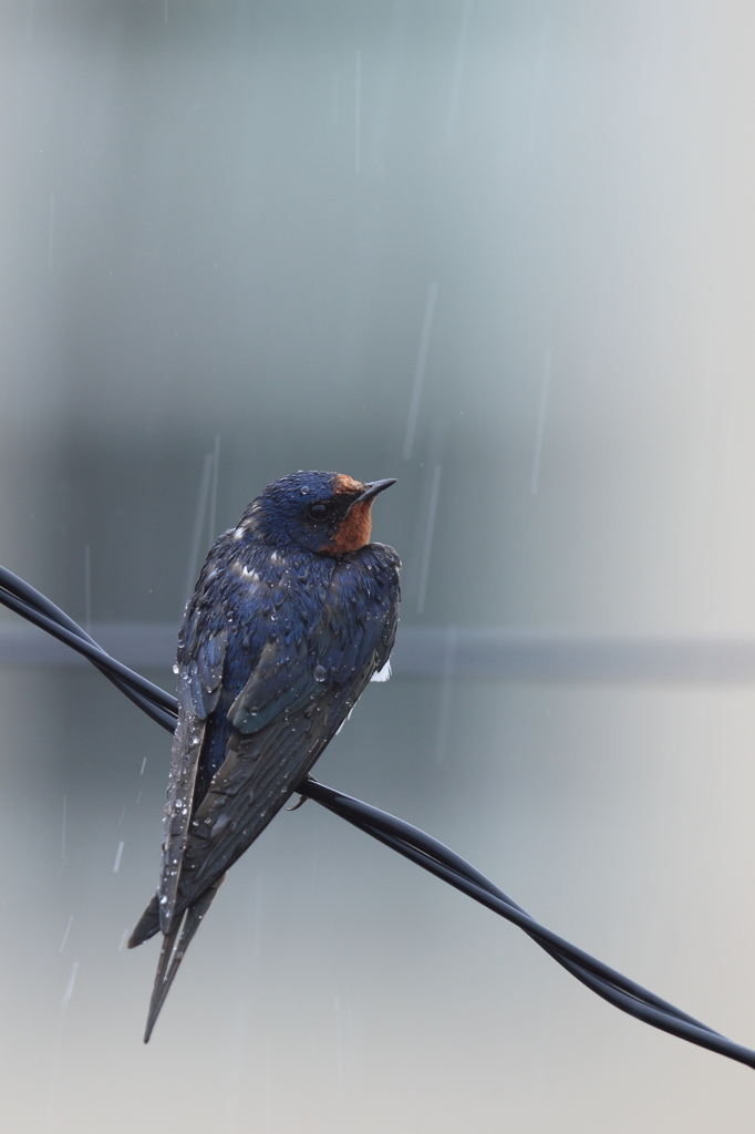 雨