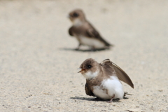 道路におりたショウドウツバメ