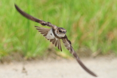 ショウドウツバメ　飛翔