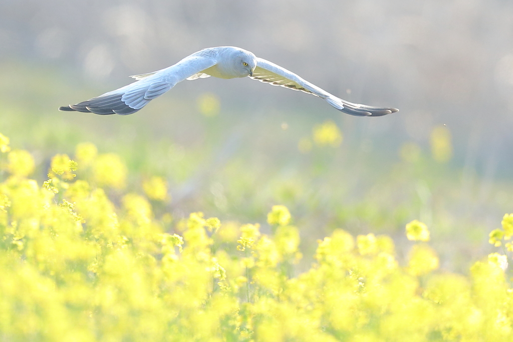 菜の花ハイチュウ