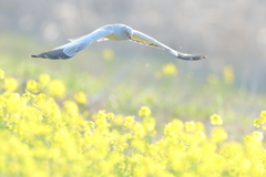 菜の花ハイチュウ