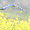 菜の花ハイチュウ