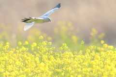 菜の花