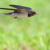 野山の鳥