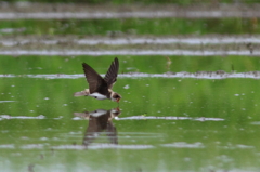 給水　ショウドウツバメ