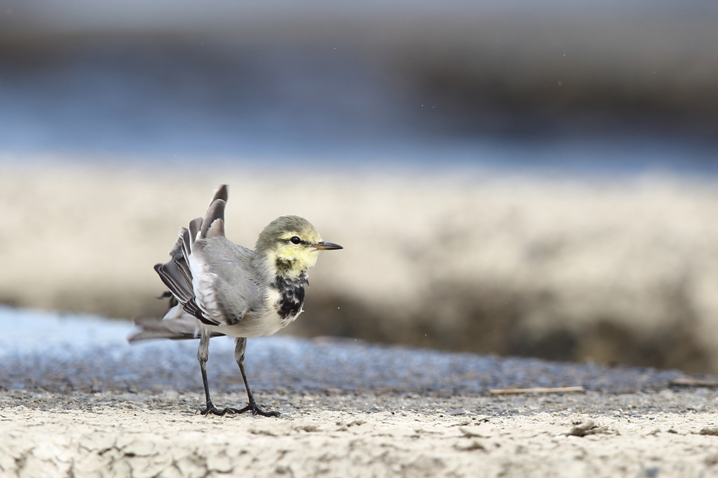 幼鳥