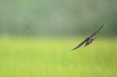 雨