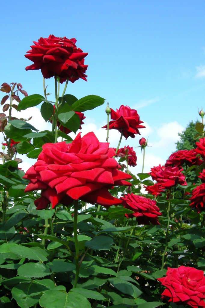 赤い薔薇と青い空