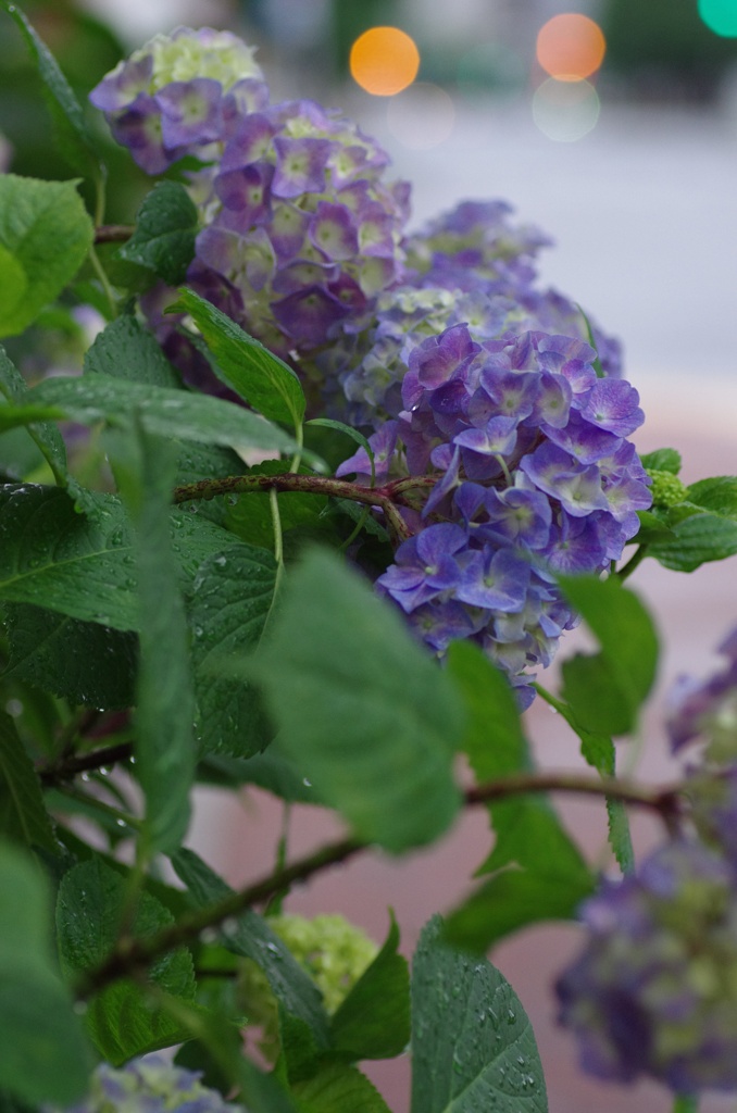 路傍の紫陽花