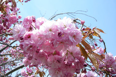 八重桜