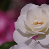 白い薔薇
