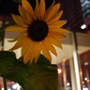 夜のひまわり