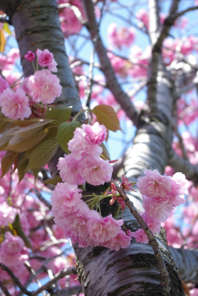 八重桜と幹