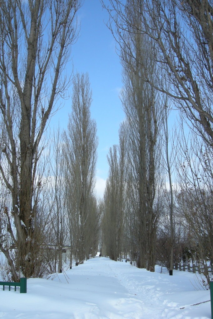 冬のポプラ並木