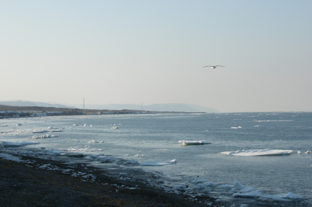 海明けにかもめ