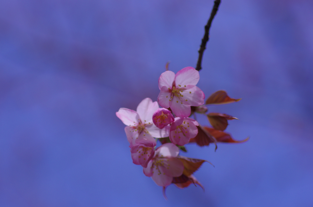 青空に桜-2