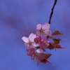 青空に桜-2