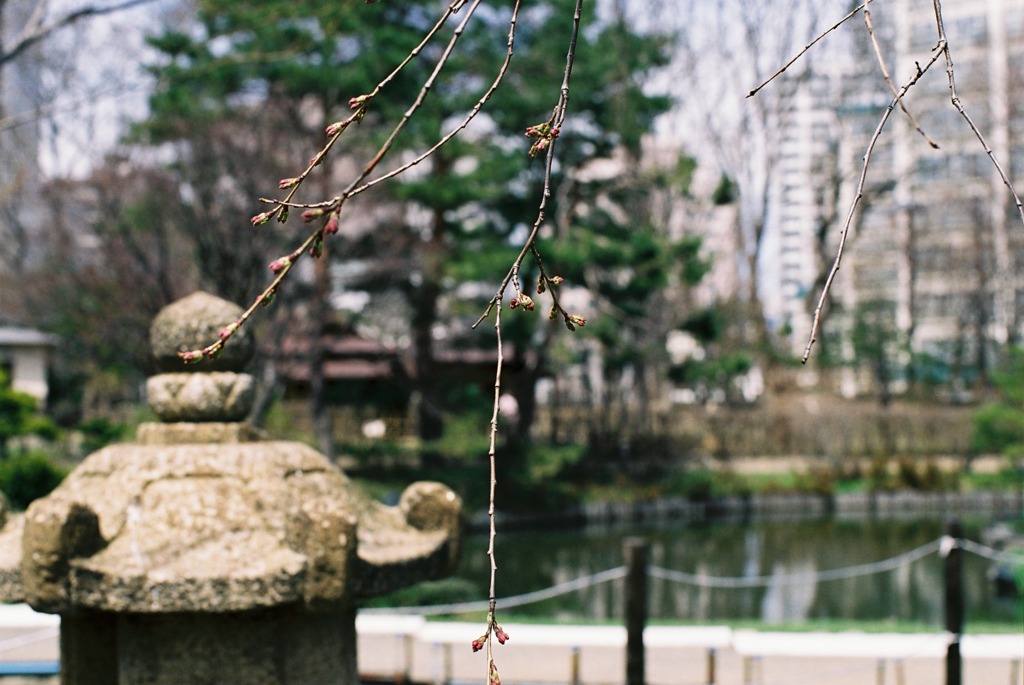 芽と石灯籠