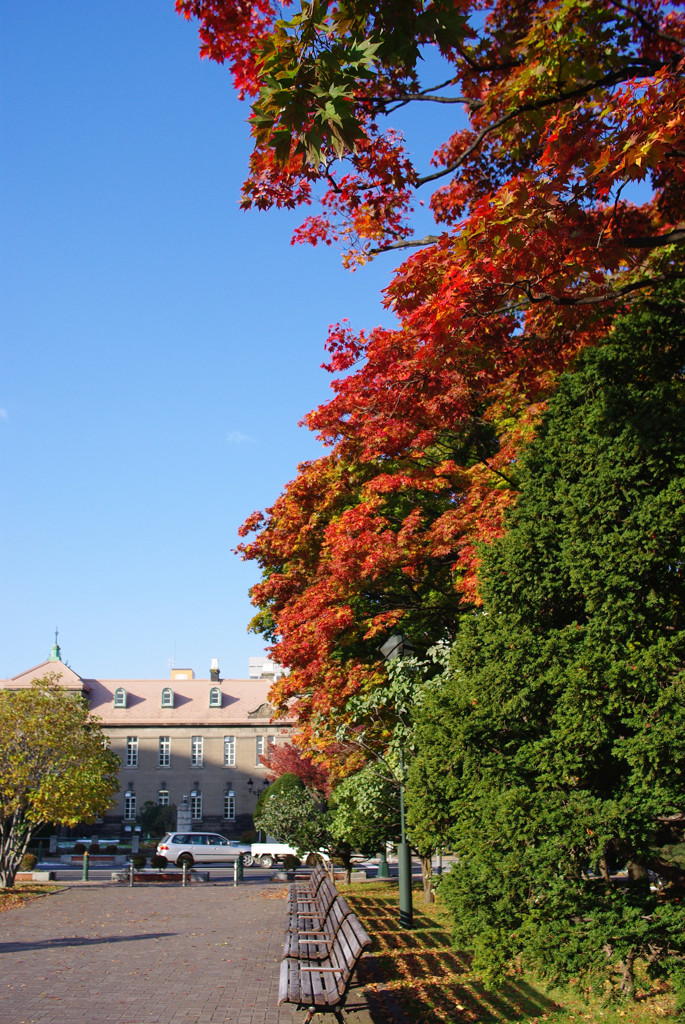 朝練で紅葉
