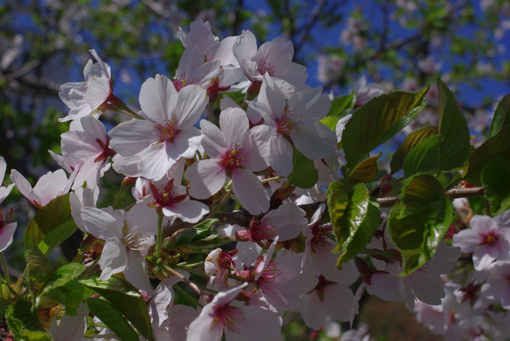 桜