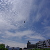 カモメとトンビの夏
