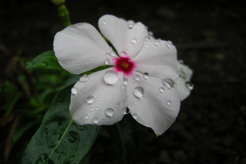 花と雫