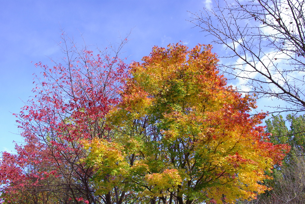 氷点下の紅葉