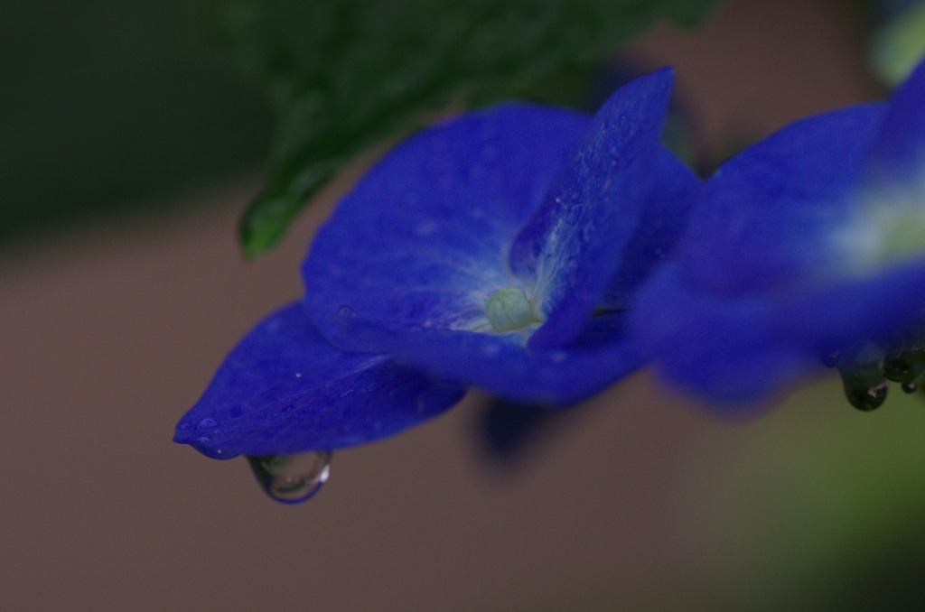 紫陽花に雨滴