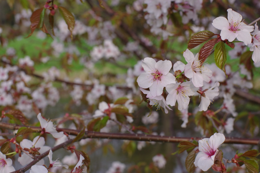 桜