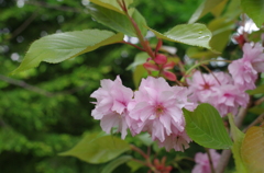 水も滴る八重桜