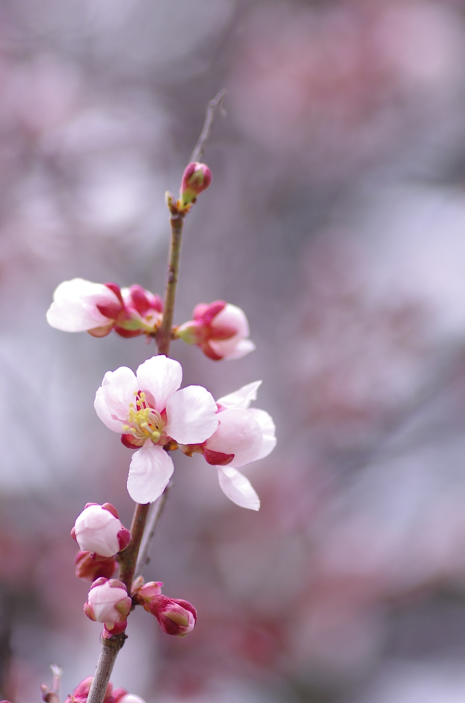 桜の木