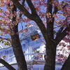 新しい未来と桜