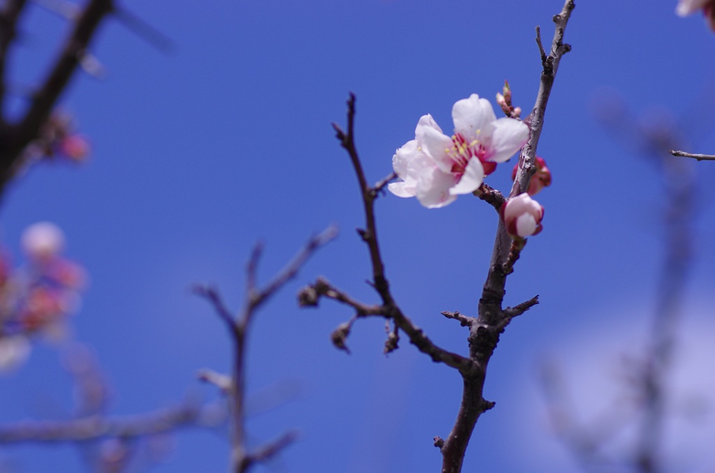 青空に桜-1