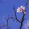 青空に桜-1